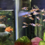 Most Colourful Freshwater Fish