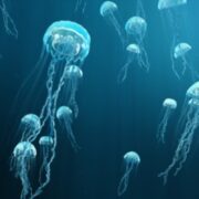 Dangerous Jellyfish