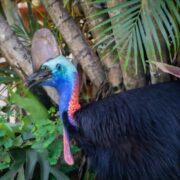 Most Dangerous Birds