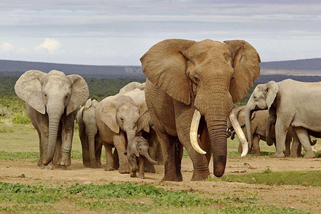 The Top 10 Biggest Animals in the World! 3 African Elephant - The Biggest Land Animal