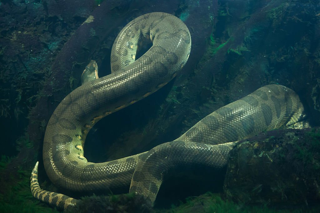 The Top 10 Biggest Animals in the World! 10 Anaconda - The Heaviest Snake