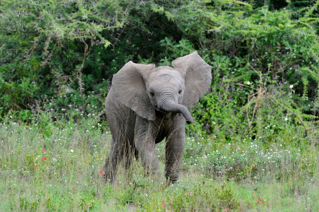 The Top 10 Cutest Wild Animals in the World 3 Baby Elephant