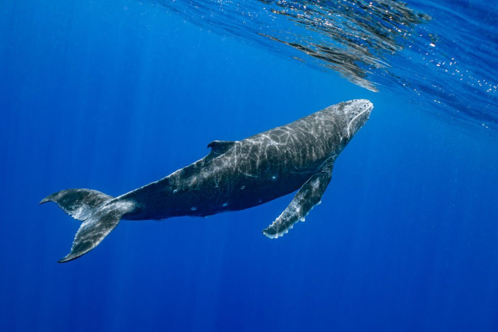 The Top 10 Biggest Animals in the World! 2 Blue Whale - The Biggest Sea Animal
