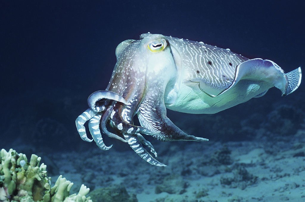 The Top 10 Biggest Animals in the World! 5 Colossal Squid - The Biggest Invertebrate