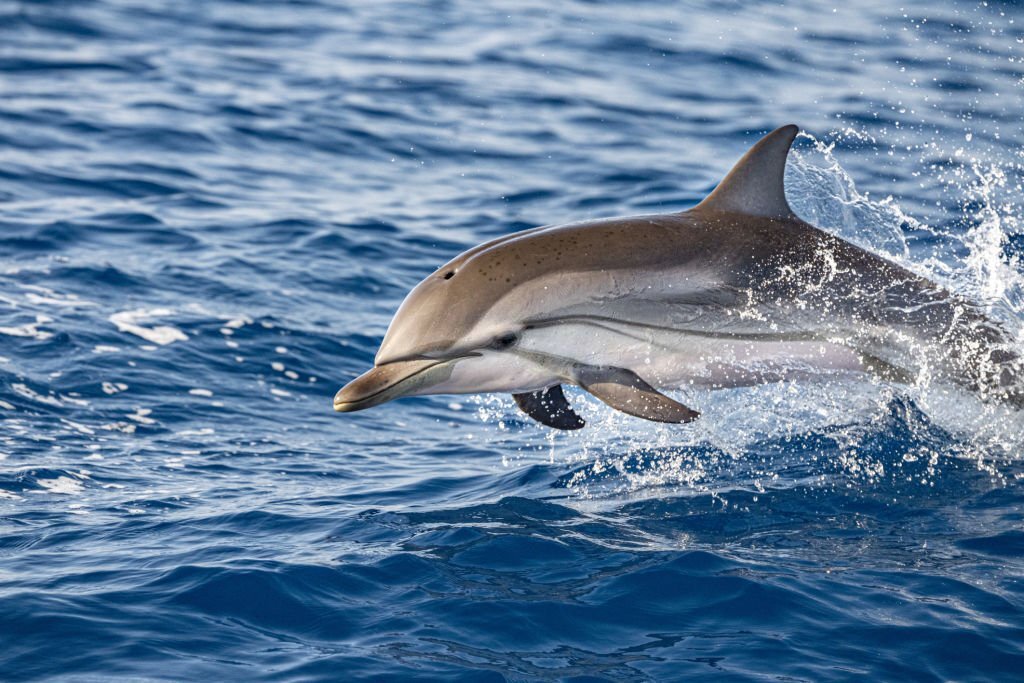 Top 10 Most Intelligent Animals in the World! 3 Dolphins - Highly Intelligent Marine Mammals