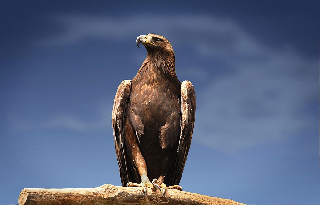The Top 10 Strongest Animals in the World 4 Eagle - The Strongest Bird