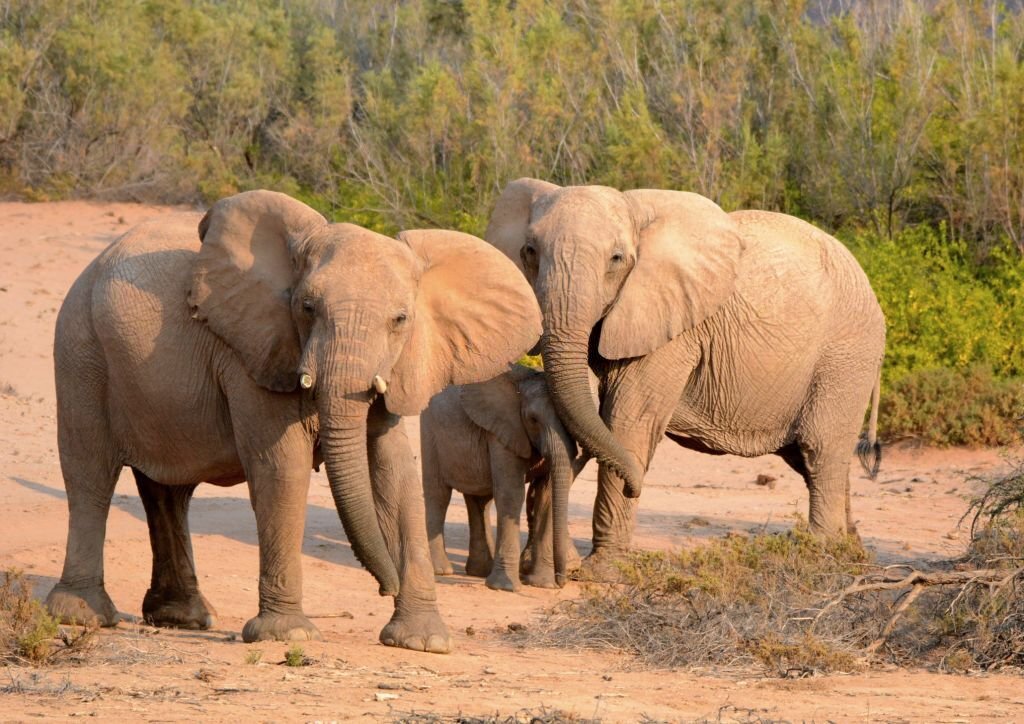 The Top 10 Deadliest Animals in the World! 9 Elephants
