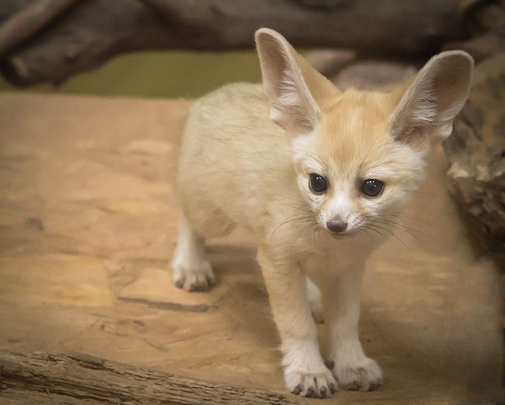 The Top 10 Cutest Wild Animals in the World 8 Fennec fox