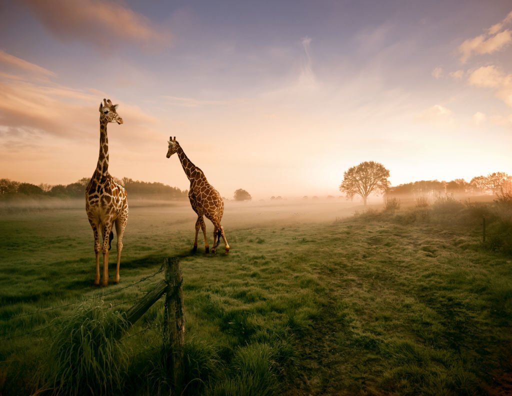 The Top 10 Biggest Animals in the World! 6 Giraffe - The Tallest Animal