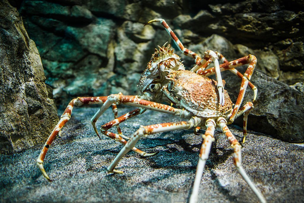 The Top 10 Biggest Animals in the World! 11 Japanese Spider Crab - The Largest Crab