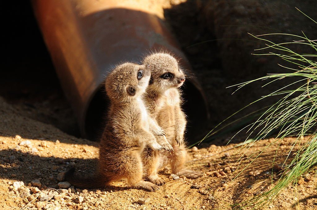 The Top 10 Cutest Wild Animals in the World 7 Meerkats