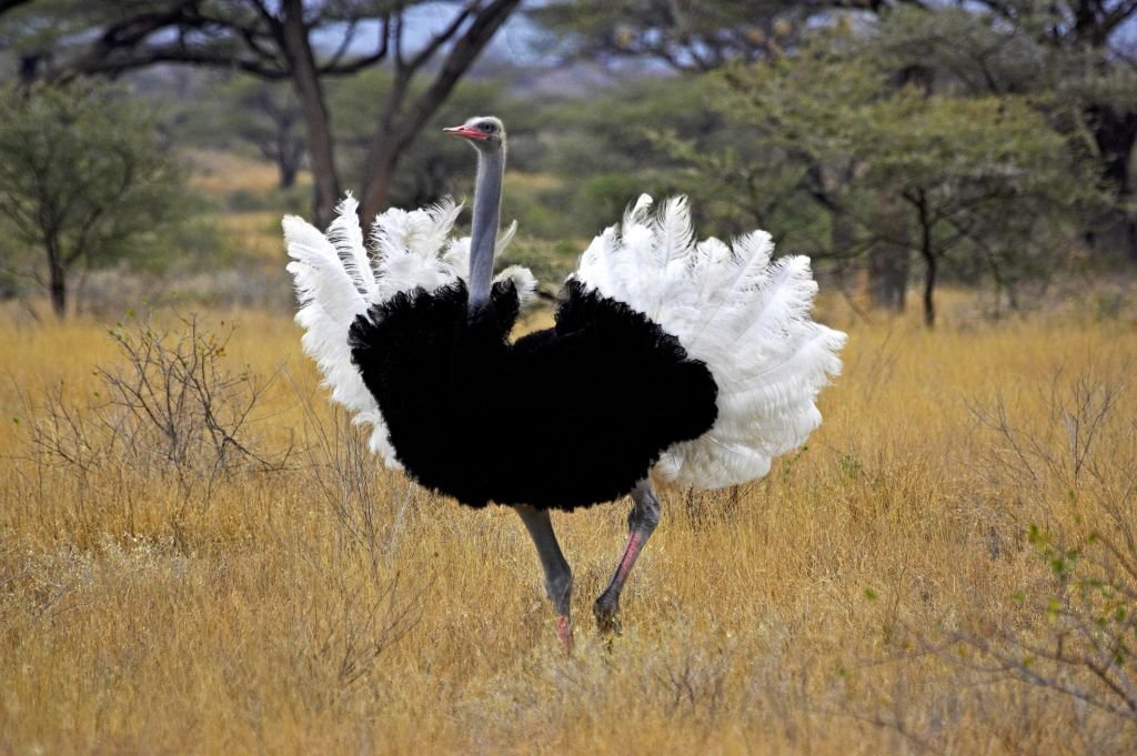 The Top 10 Biggest Animals in the World! 7 Ostrich - The Heaviest Bird
