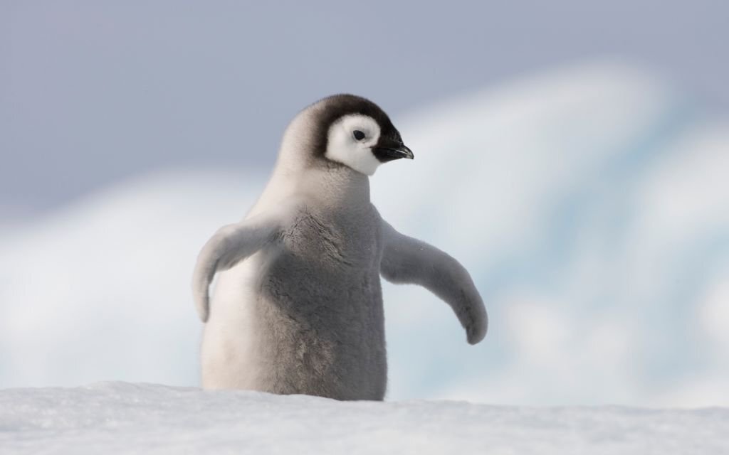 The Top 10 Cutest Wild Animals in the World 6 Penguin Chicks