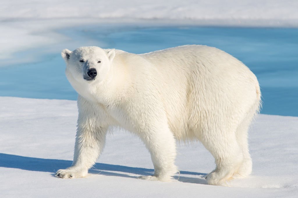 The Top 10 Biggest Animals in the World! 9 Polar Bear - The Largest Land Carnivore
