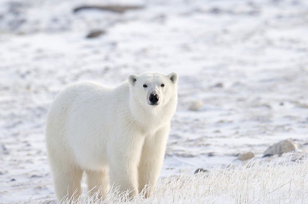 The Top 10 Cutest Wild Animals in the World 5 Polar bear
