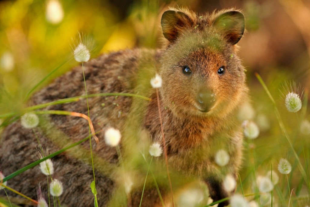 The Top 10 Cutest Wild Animals in the World 9 Quokka