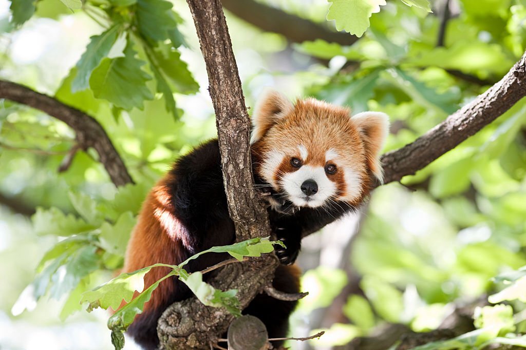 The Top 10 Cutest Wild Animals in the World 2 Red Panda