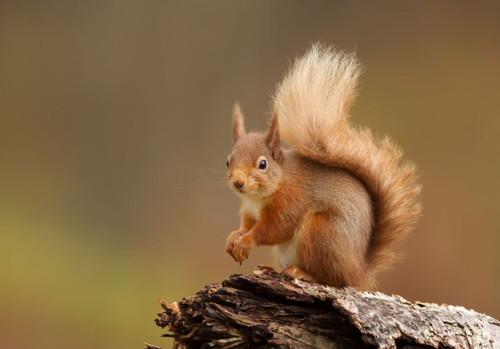 The Top 10 Cutest Wild Animals in the World 10 Red Squirrels