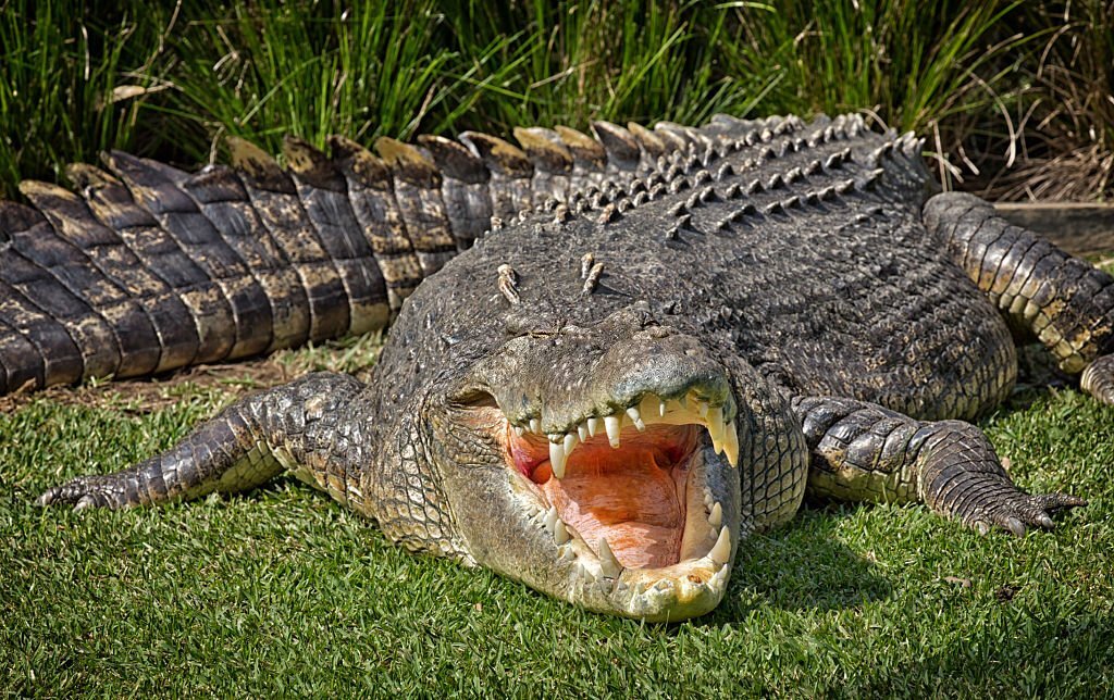 The Top 10 Biggest Animals in the World! 4 Saltwater Crocodile - The Biggest Reptile