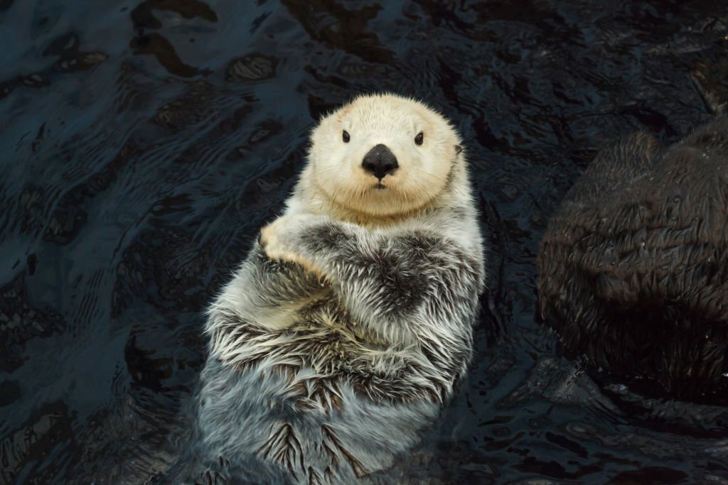 The Top 10 Cutest Wild Animals in the World 11 Sea Otter