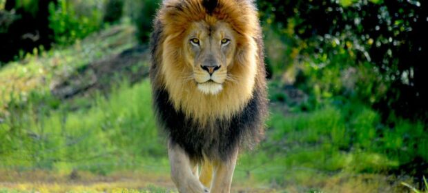 The Top 10 Deadliest Animals in the World! 7 Deadliest Animals in the World - Viser Lab