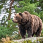 Strongest Animals in the World - Viser Lab