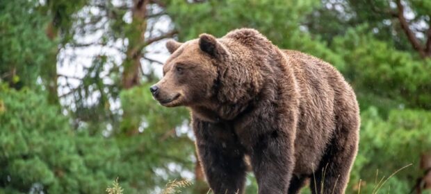 The Top 10 Strongest Animals in the World 8 Strongest Animals in the World - Viser Lab