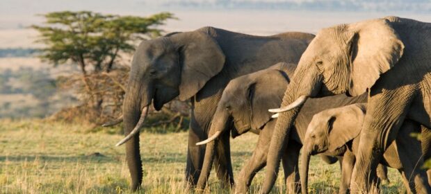 The Top 10 Biggest Animals in the World! 10 Top 10 Biggest Animals