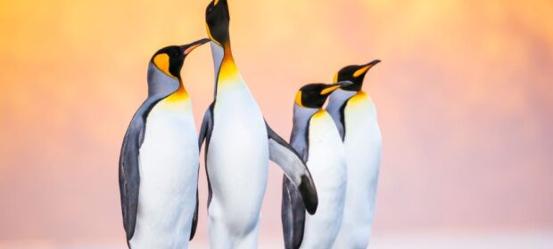 The Top 10 Cutest Wild Animals in the World 6 Cutest Wild Animals in The World - Cover