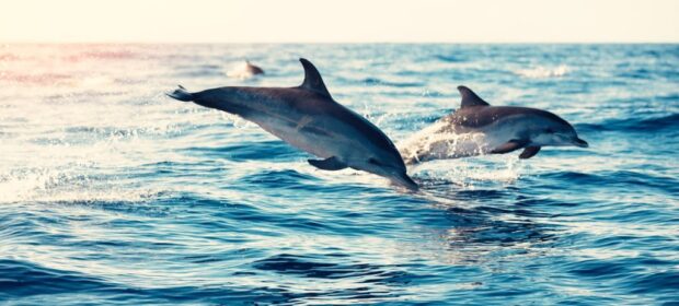 Top 10 Most Intelligent Animals in the World! 9 Most Intelligent Animals