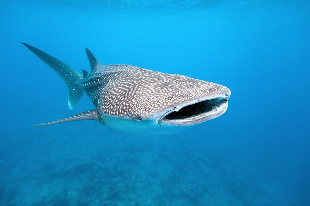 The Top 10 Biggest Animals in the World! 8 Whale Shark - The Biggest Fish